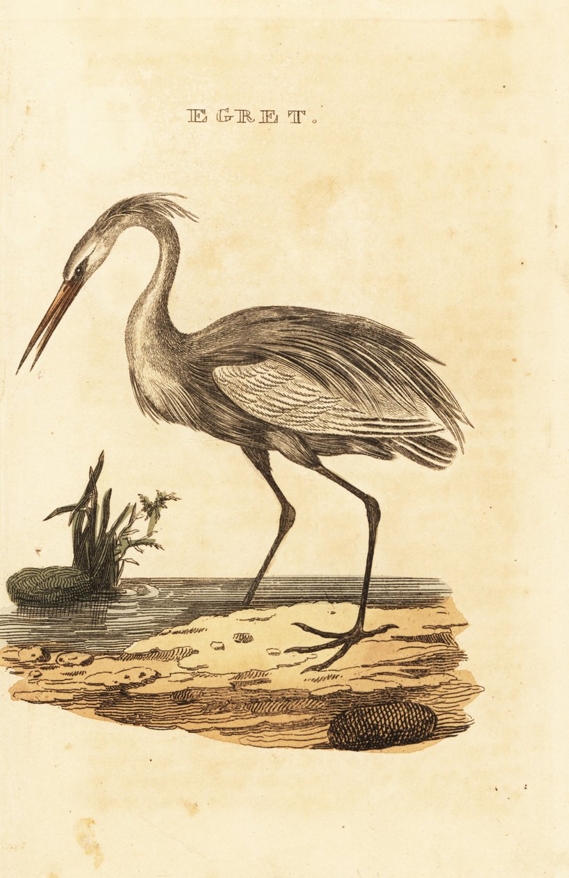 Stor egret, Ardea alba av British School