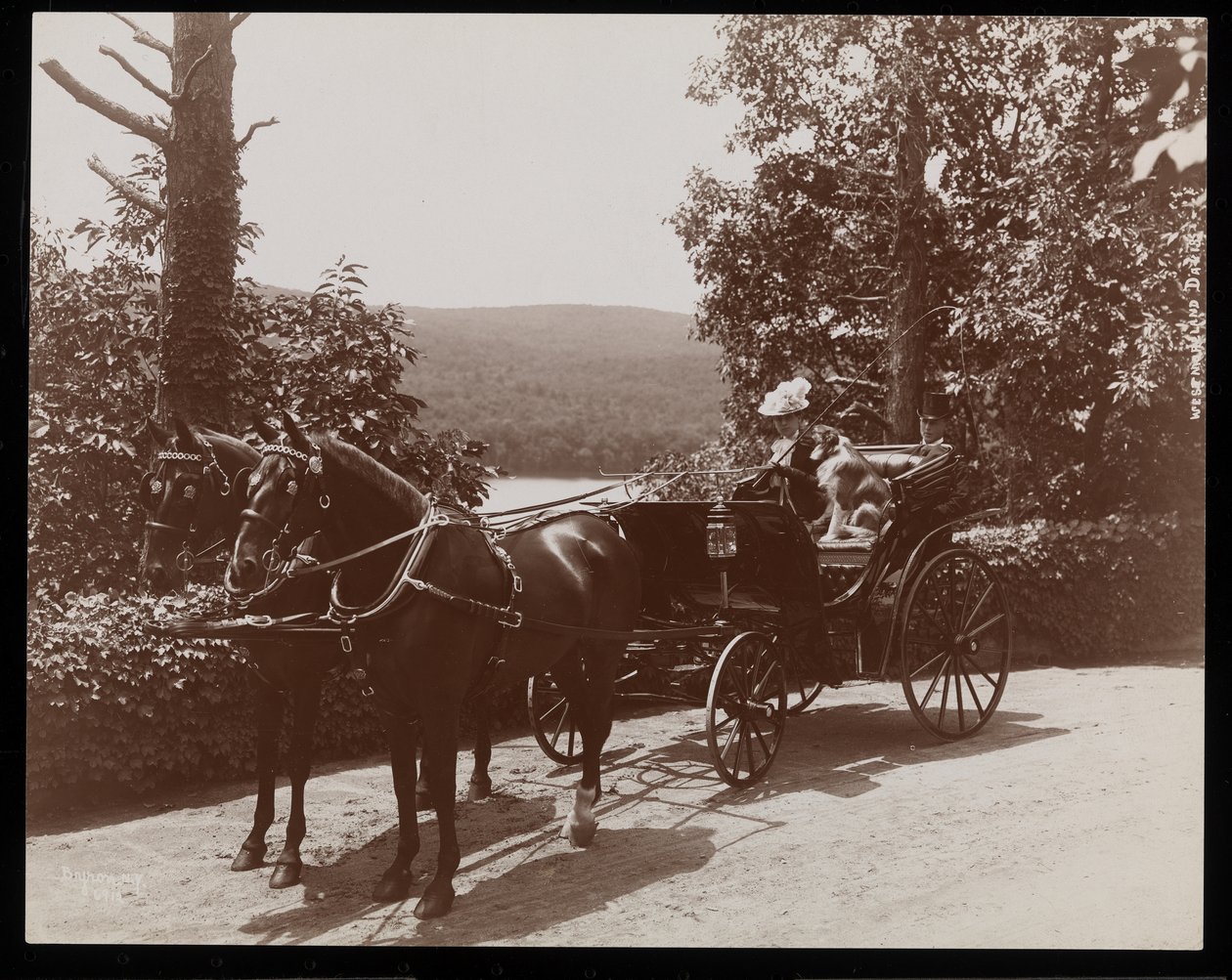En kvinne og en hund i en hestevogn, 1899 (sølv gelatintrykk) av Byron Company