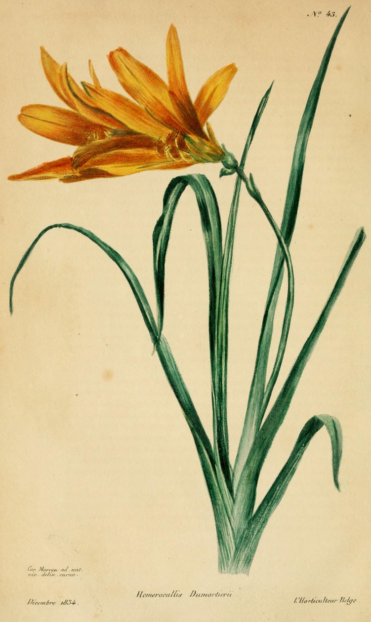Hemerocallis dumortieri av C. Morren