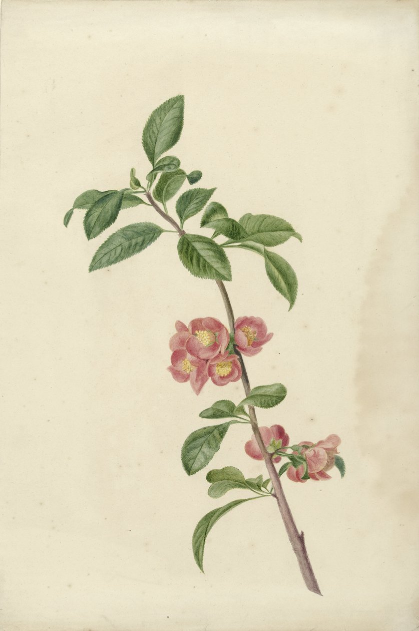 Blomstrende gren japansk kirsebær av C.J. Kruimel