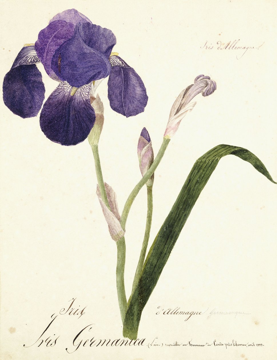 Tysk Iris Iris Germanicus, ca. 1815-1851 av Capitaine Pelletier