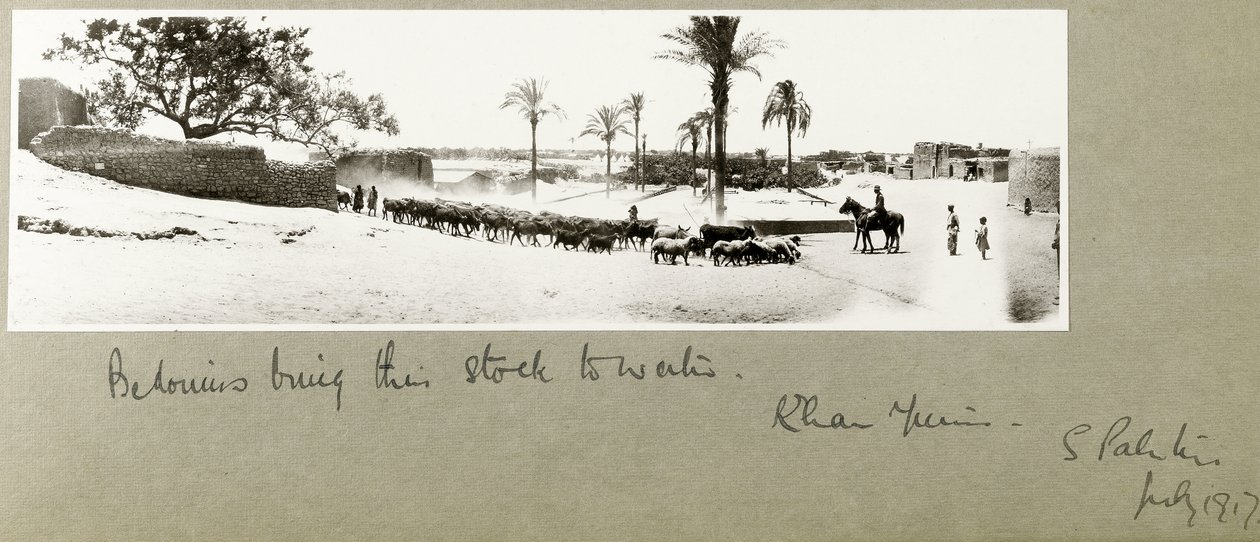Beduiner bringer bestandene sine til vann, Khan Yunis, Sør-Palestina, juli 1917 av Capt. Arthur Rhodes
