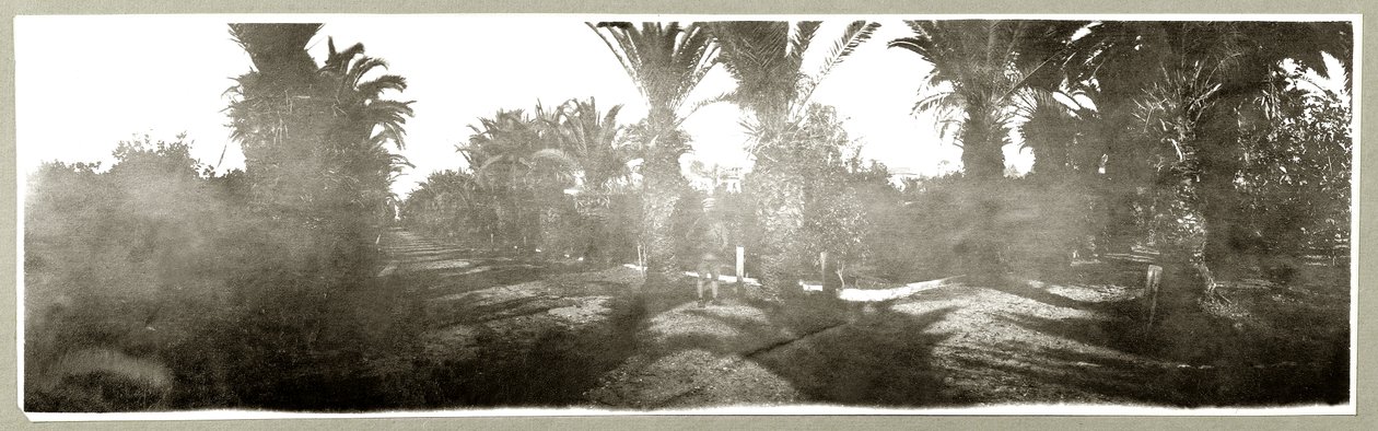 Palmelund, ca. 1917-18 av Capt. Arthur Rhodes