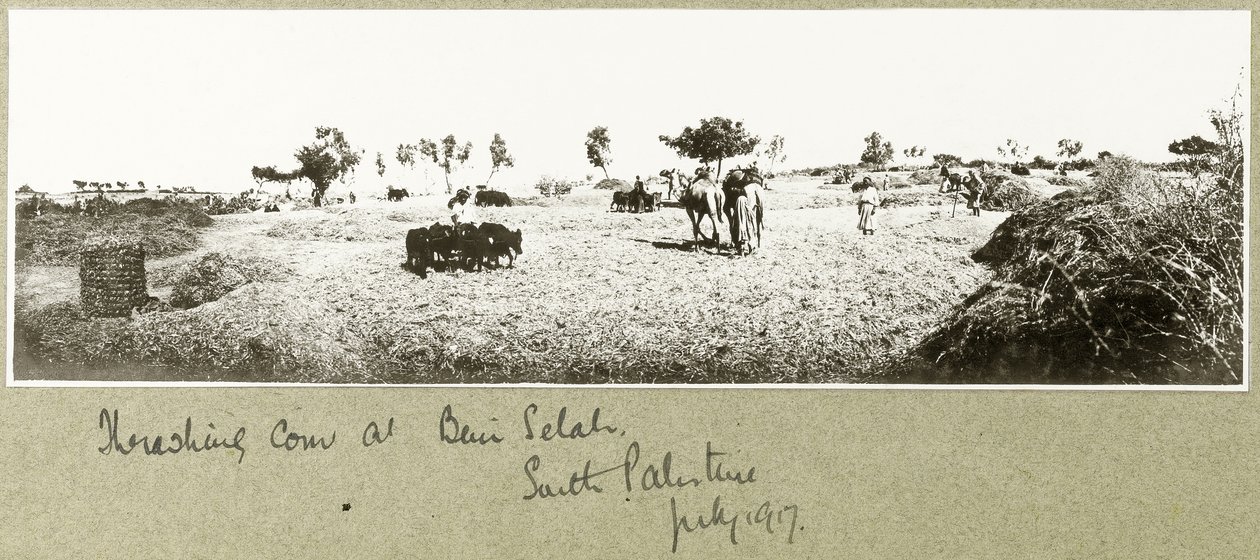 Tresking av mais ved Beni Selah, juli 1917 av Capt. Arthur Rhodes