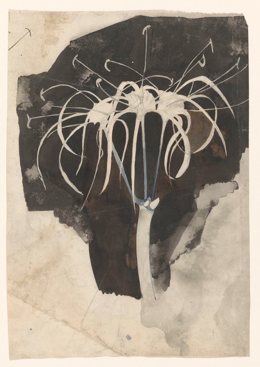 Studie av kaprifol av Carel Adolph Lion Cachet