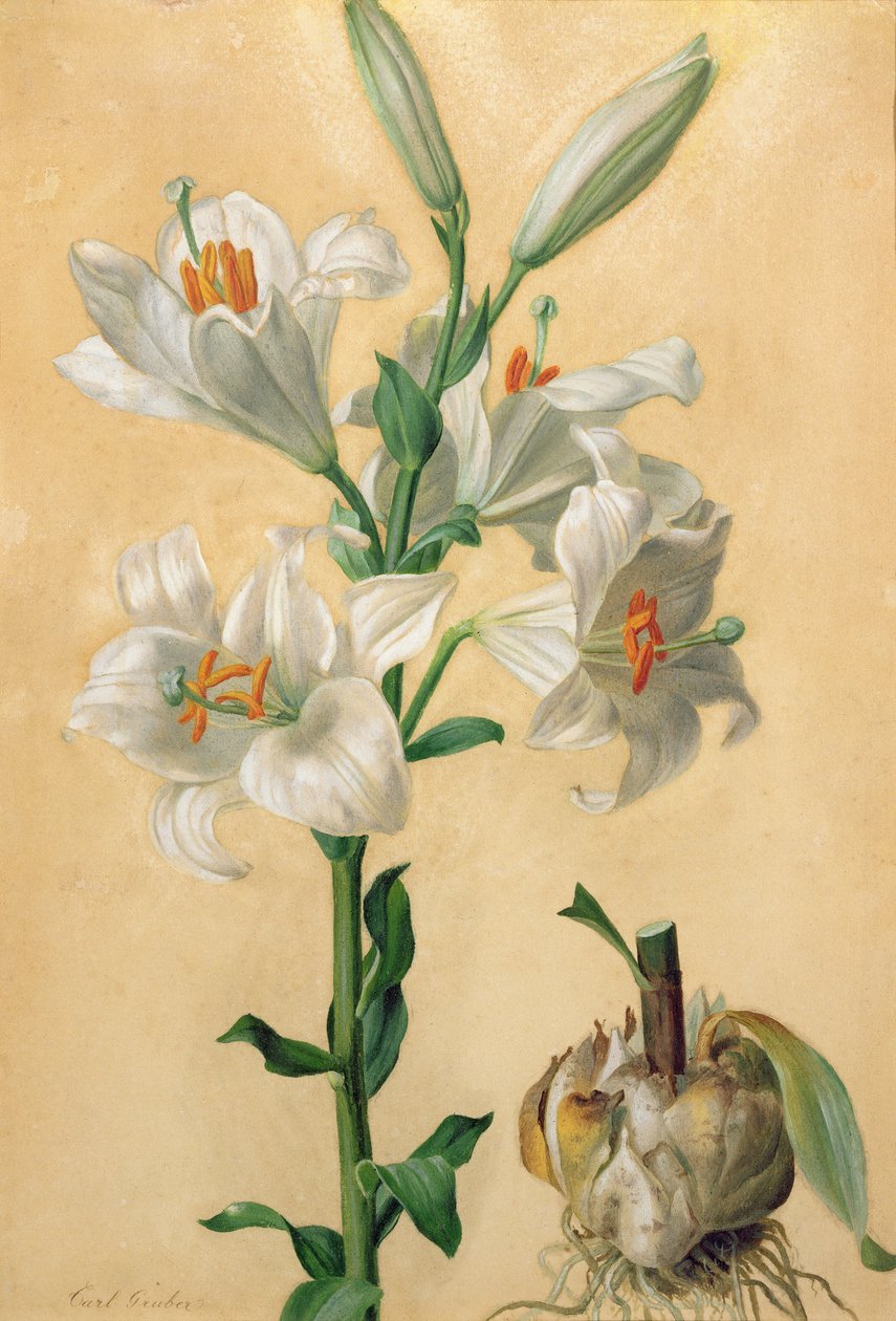 Hvit lilje (Amaryllis Candidum) (gouache) av Carl Franz Gruber