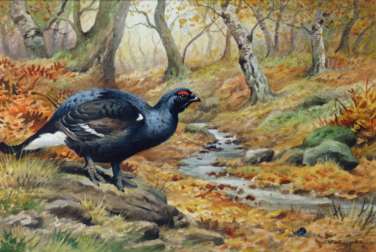 Black Cock Grouse ved en bekk (wc) av Carl Donner