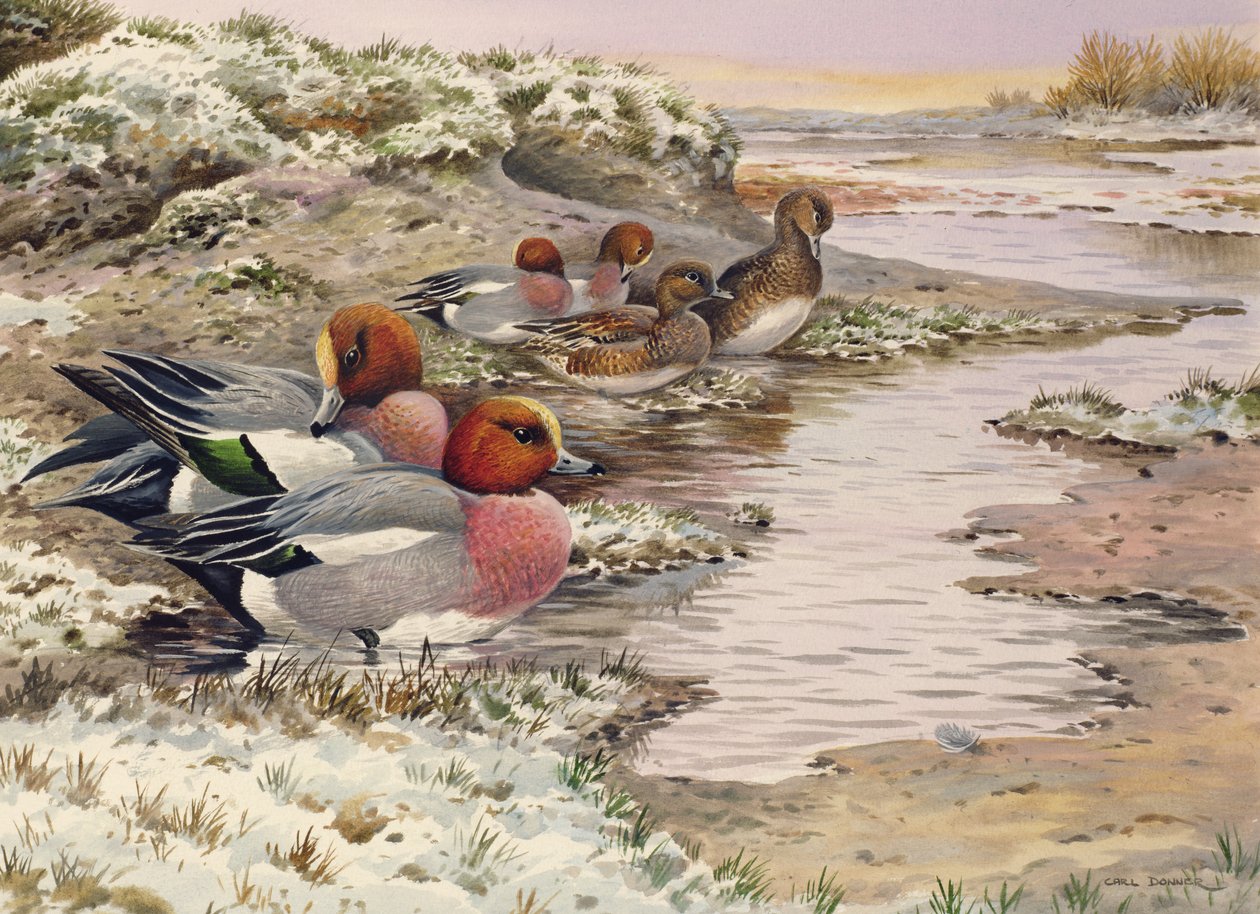 Daybreak on the Washes - Wigeon av Carl Donner