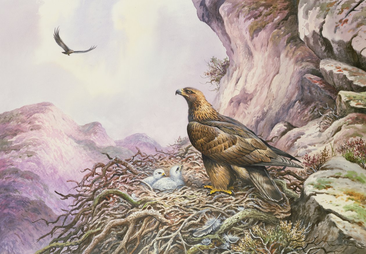 Golden Eagles at their Eyrie (wc) av Carl Donner