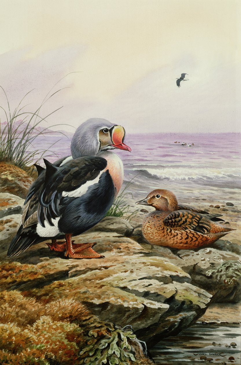 King Eider (wc) av Carl Donner