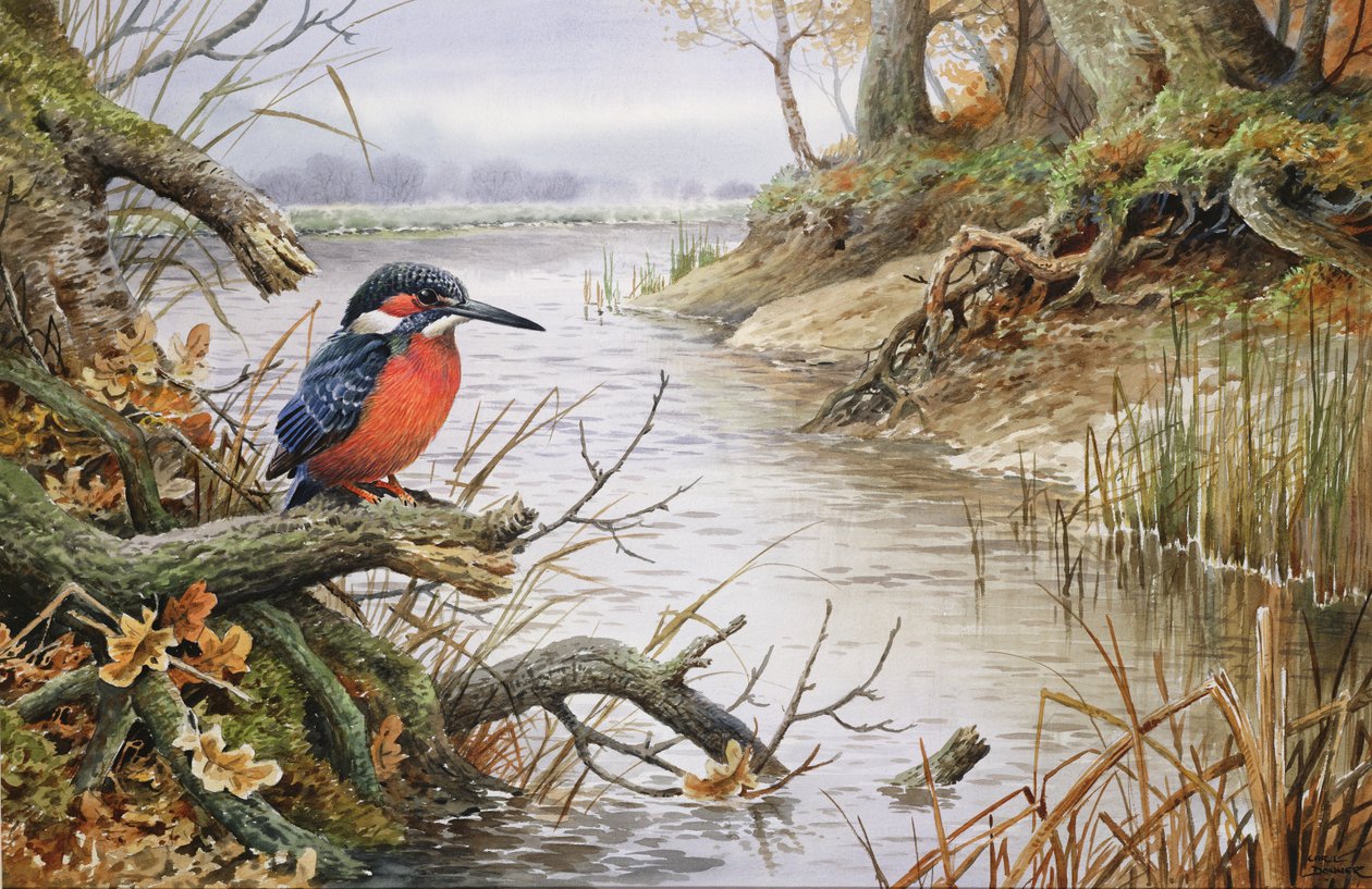 Kingfisher (wc) av Carl Donner
