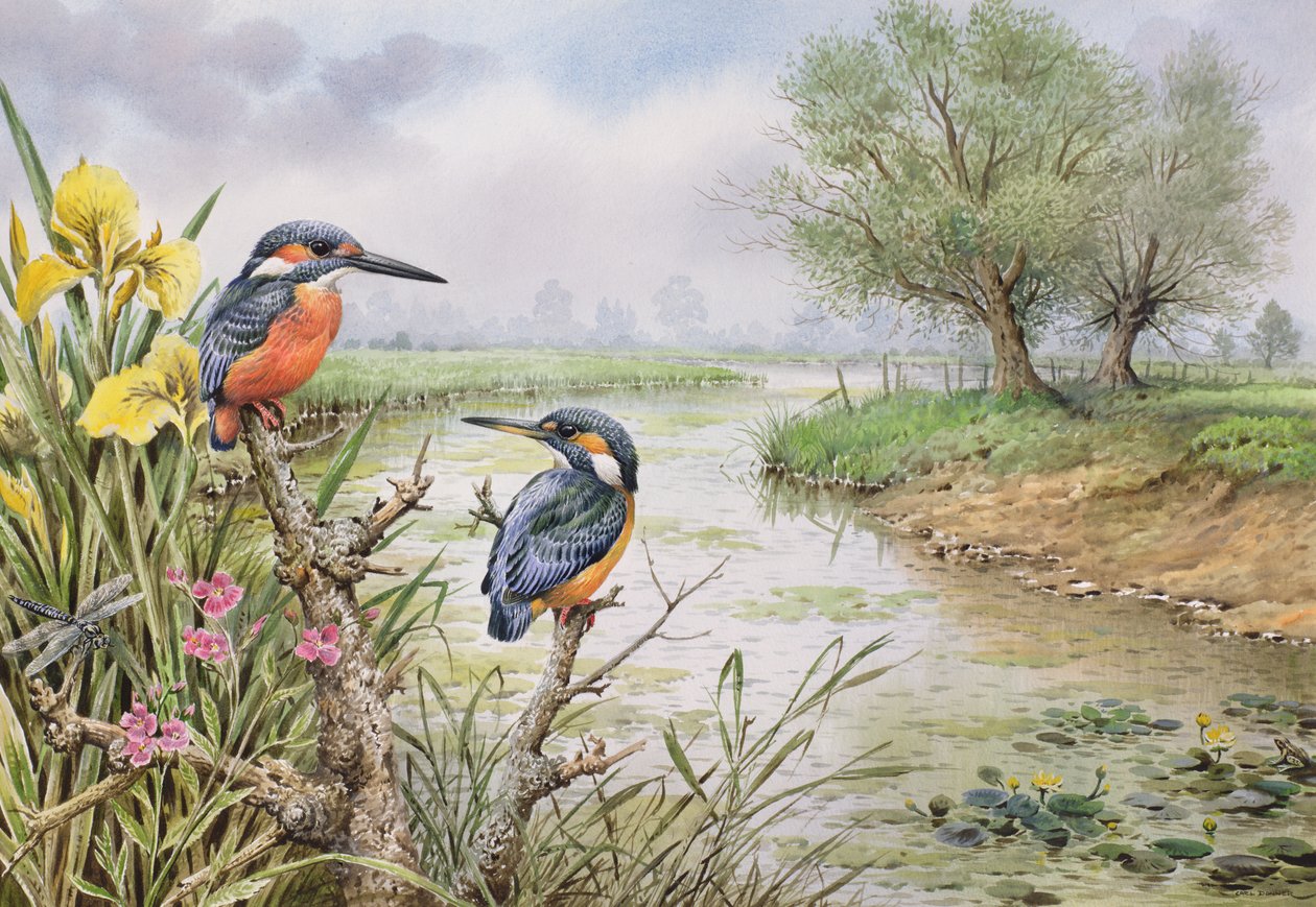 Kingfishers på elvebredden av Carl Donner