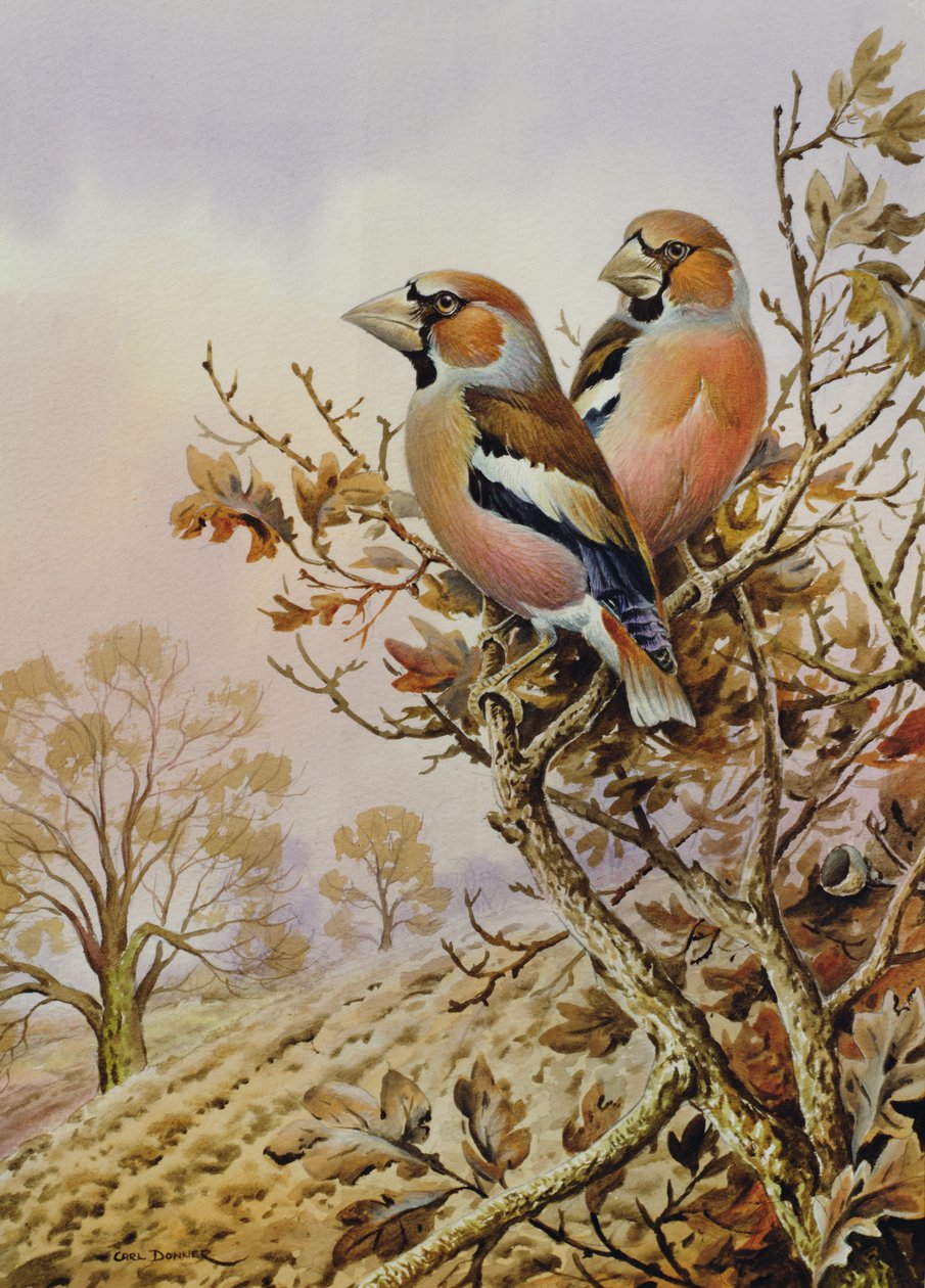 Et par bokfinker av Carl Donner