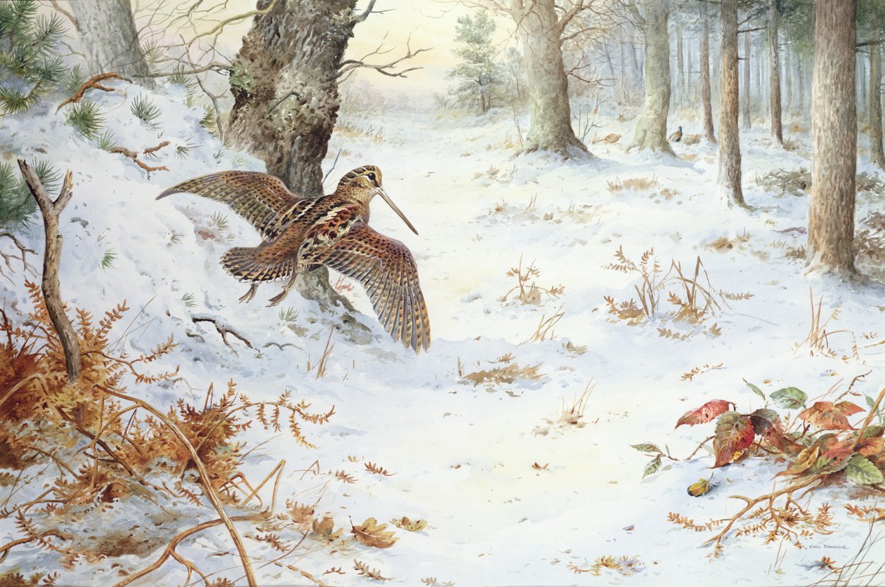 Snipe i skogkledd landskap av Carl Donner