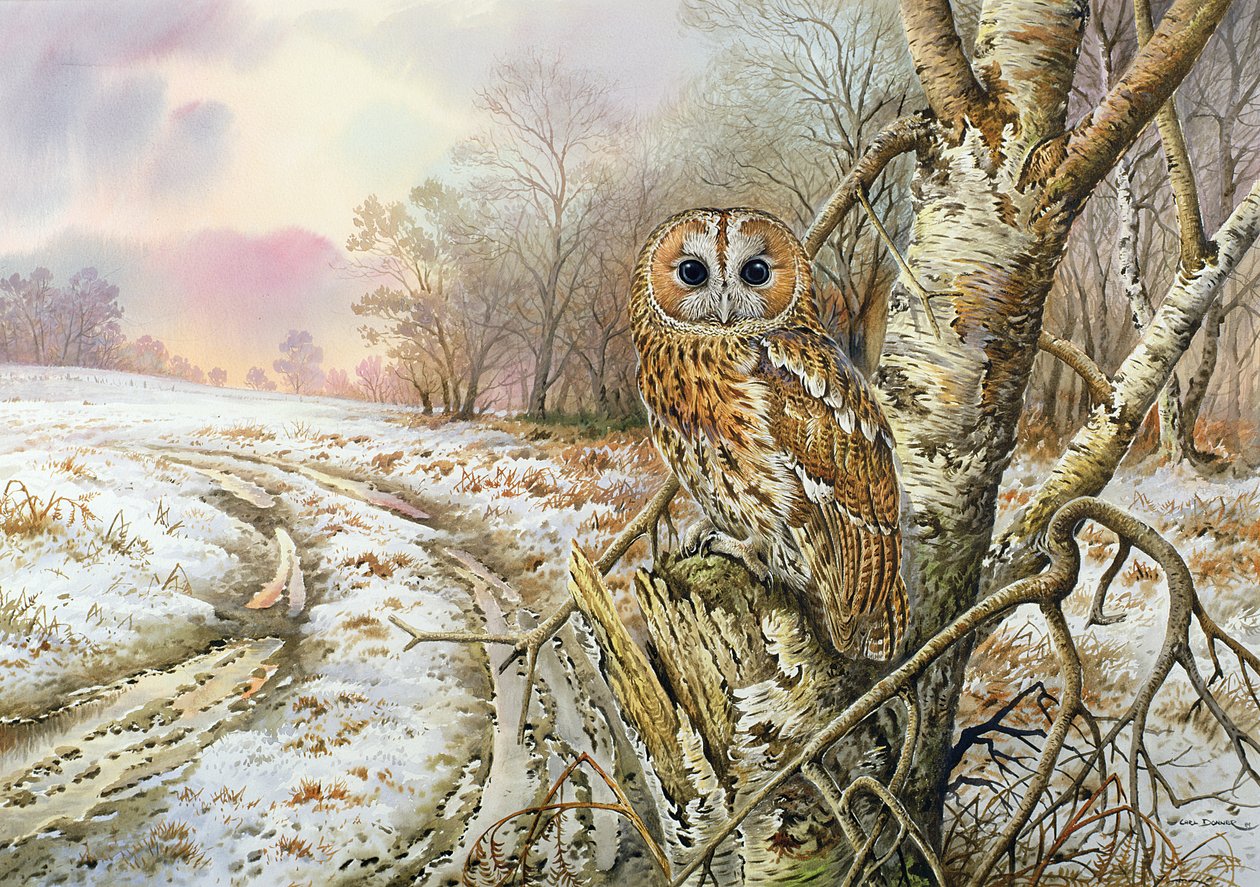 Tawny Owl av Carl Donner