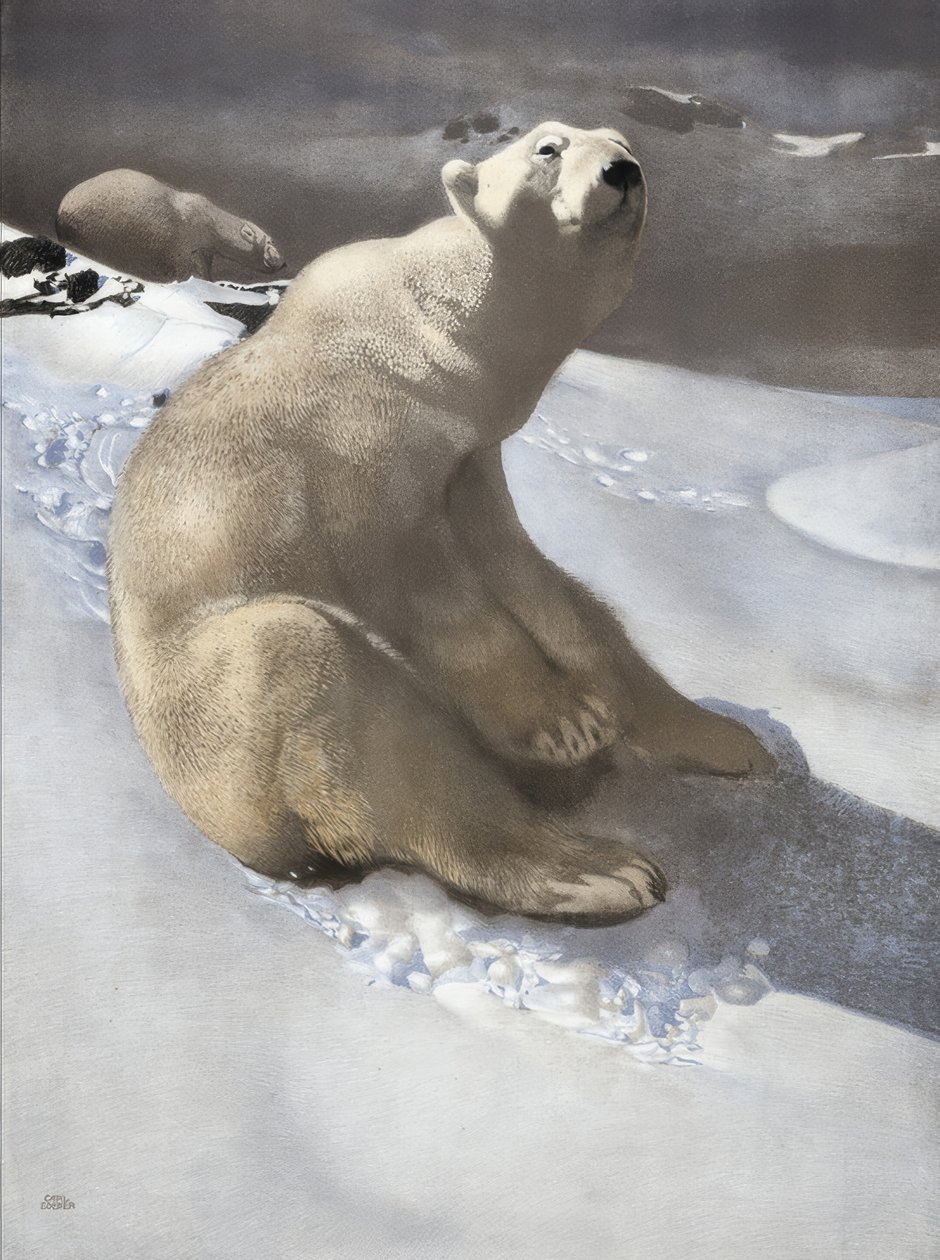 Isbjørn av Carl Ederer
