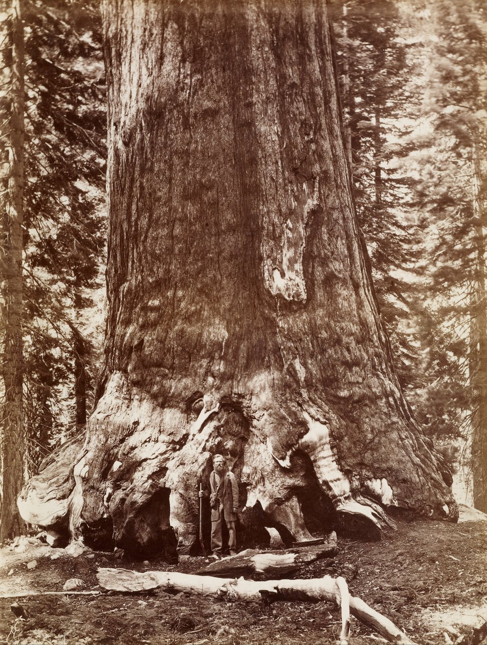 (Grizzly Giant Diameter 33 Ft. Mariposa Grove) av Carleton E. Watkins