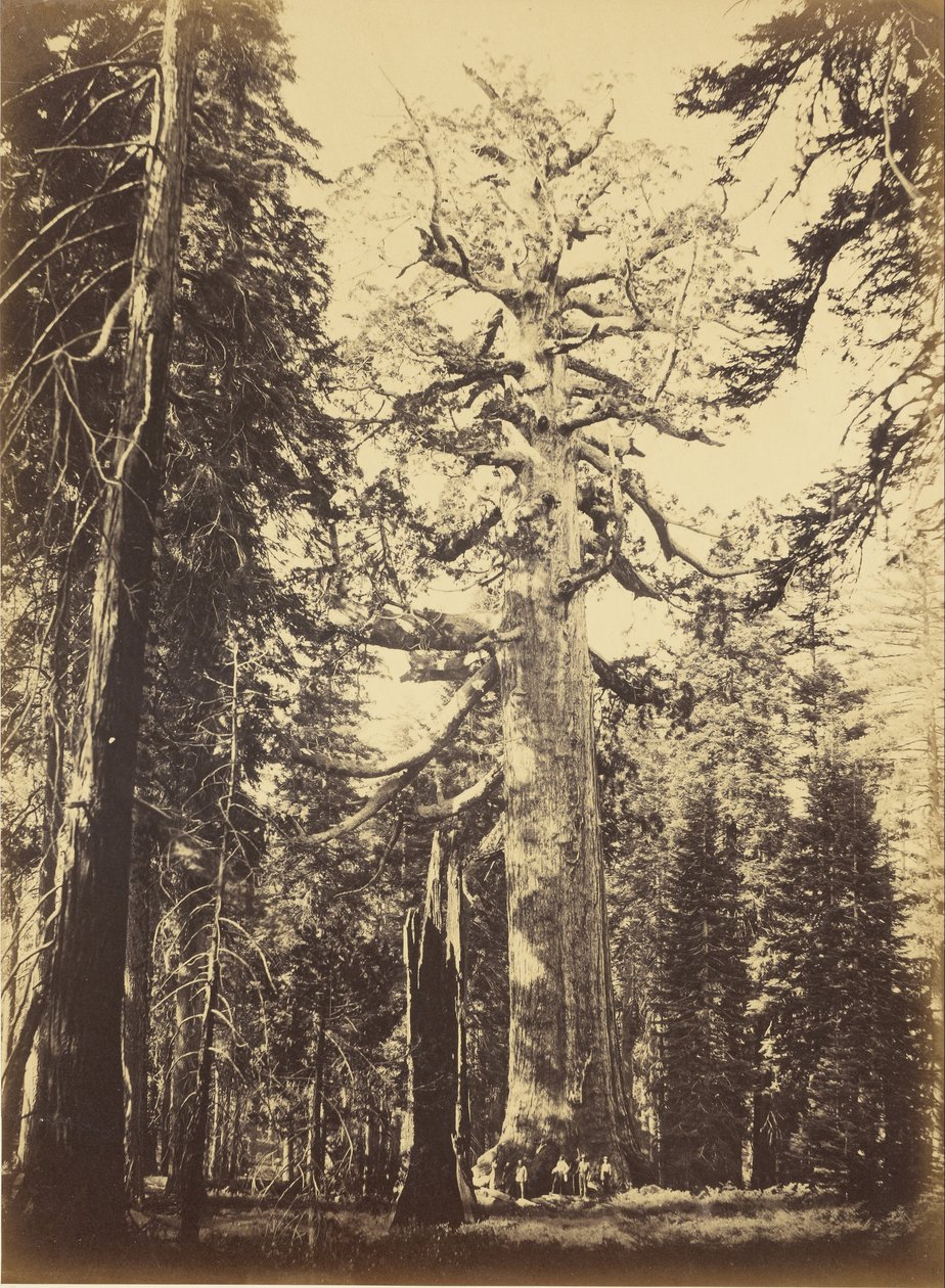 Sequoia Gigantea av Carleton E. Watkins