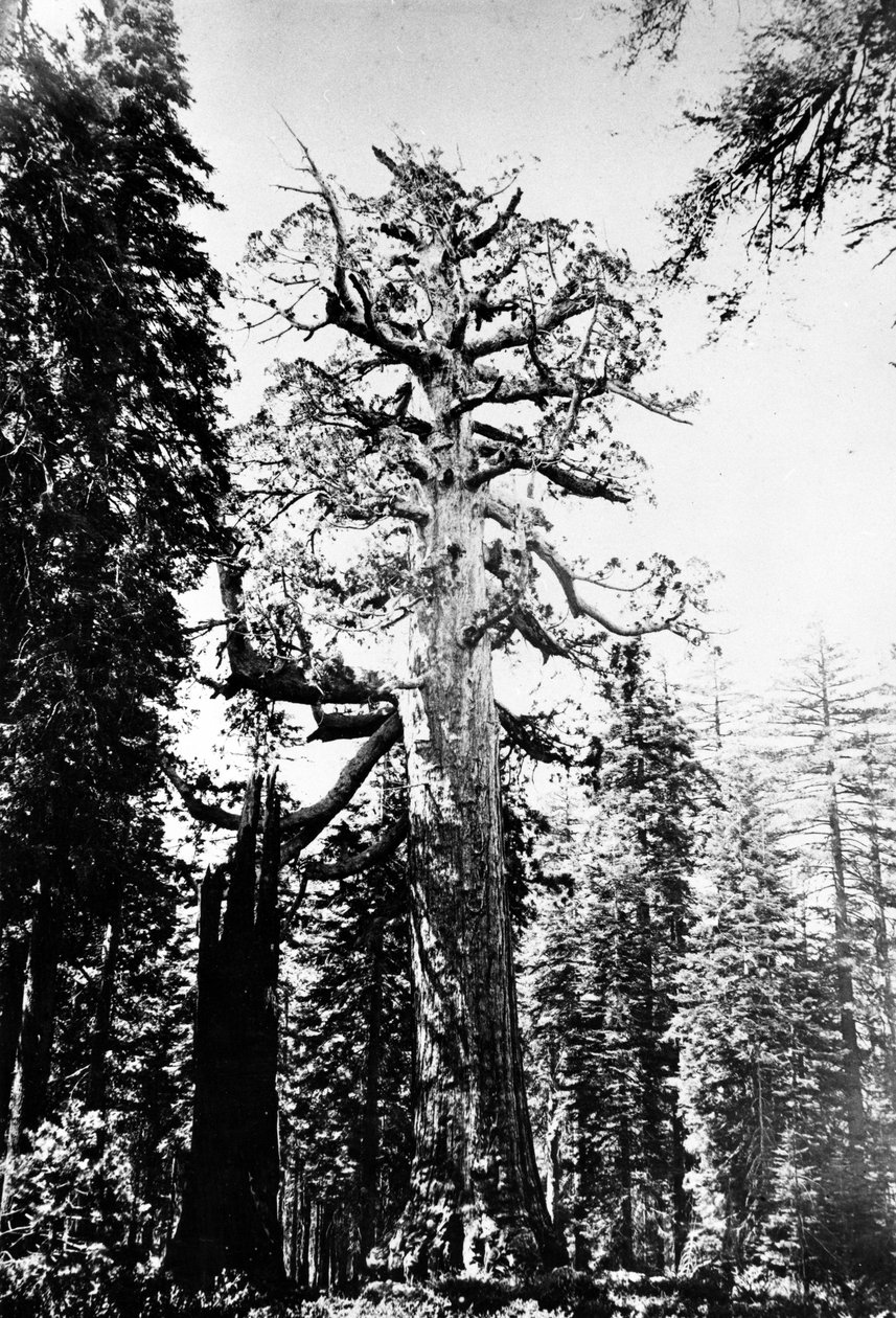 The Grizzly Giant, ca. 1860-tallet av Carleton E. Watkins