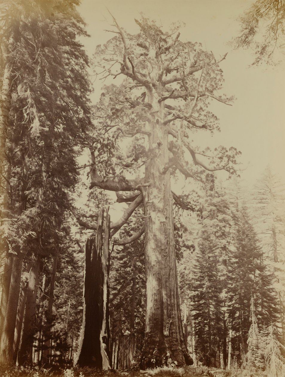  av Carleton E. Watkins