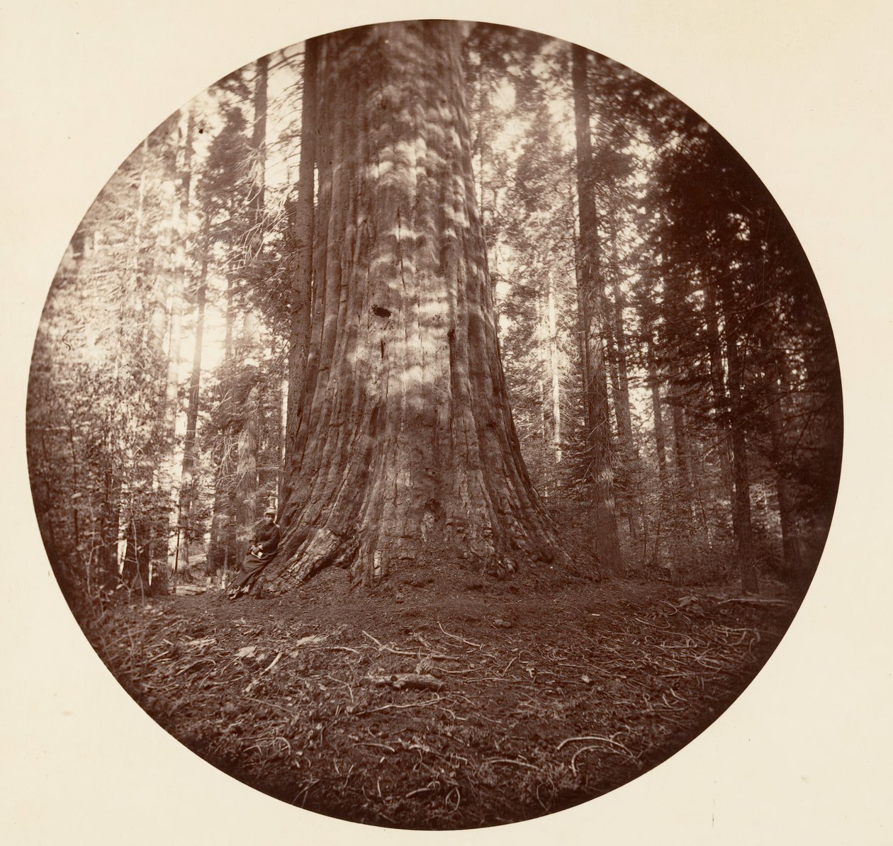 Empire State. C. Grove, ca. 1878. av Carleton Emmons Watkins