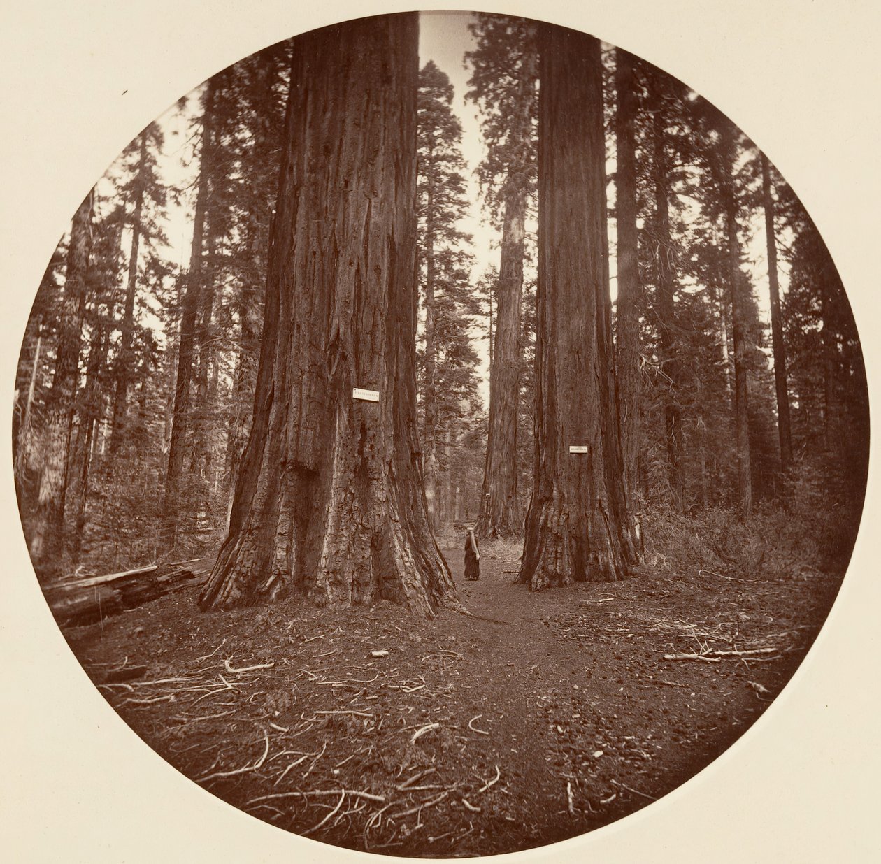 Ingen, ca. 1878. av Carleton Emmons Watkins