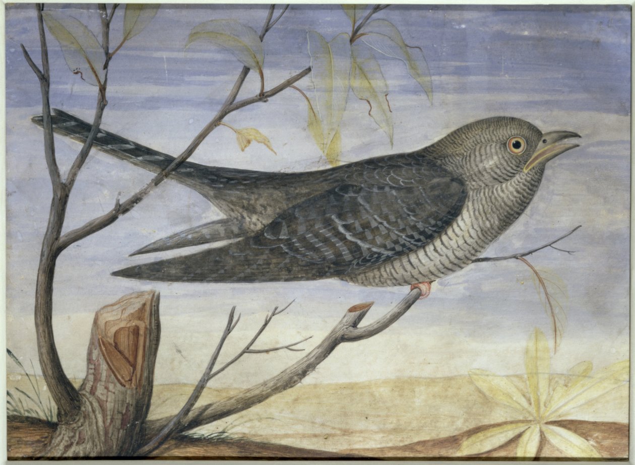 En gjøk på en gren (gouache på vellum) (for par se 228156) av Carlo Battaglia