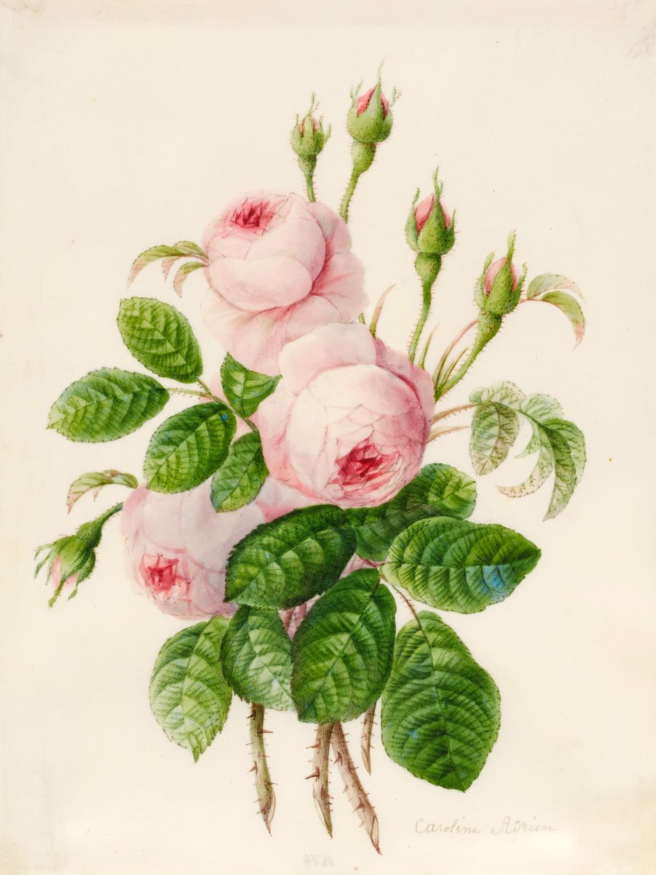 Tre Centifolia-roser med knopper (grafitt og wc på vellum) av Caroline Adrien