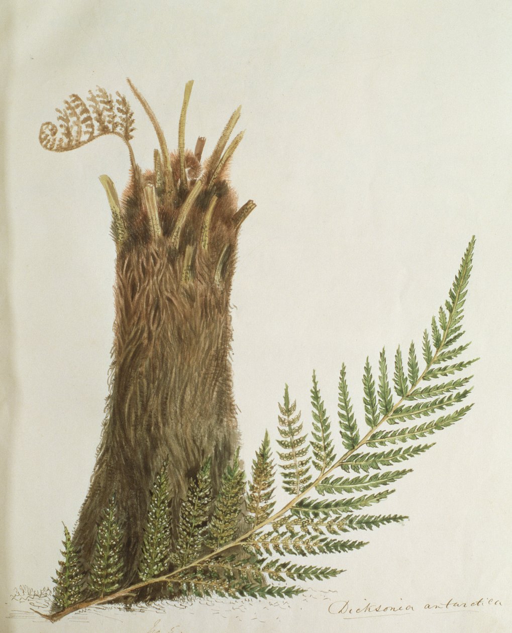 Studie av en bregne, 1800-tallet av Caroline Louisa Meredith