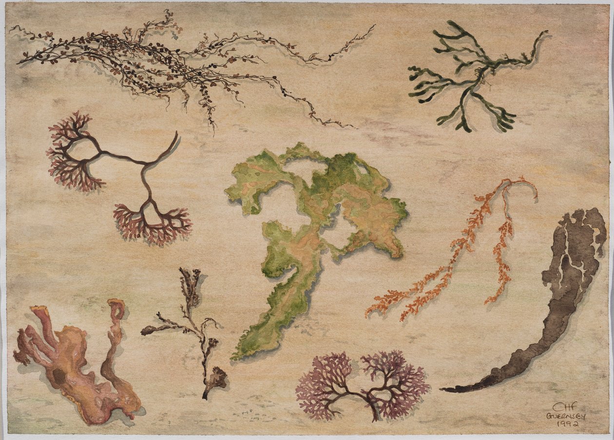 Seaweed, 1992 (wc på papir) av Carolyn Hubbard Ford