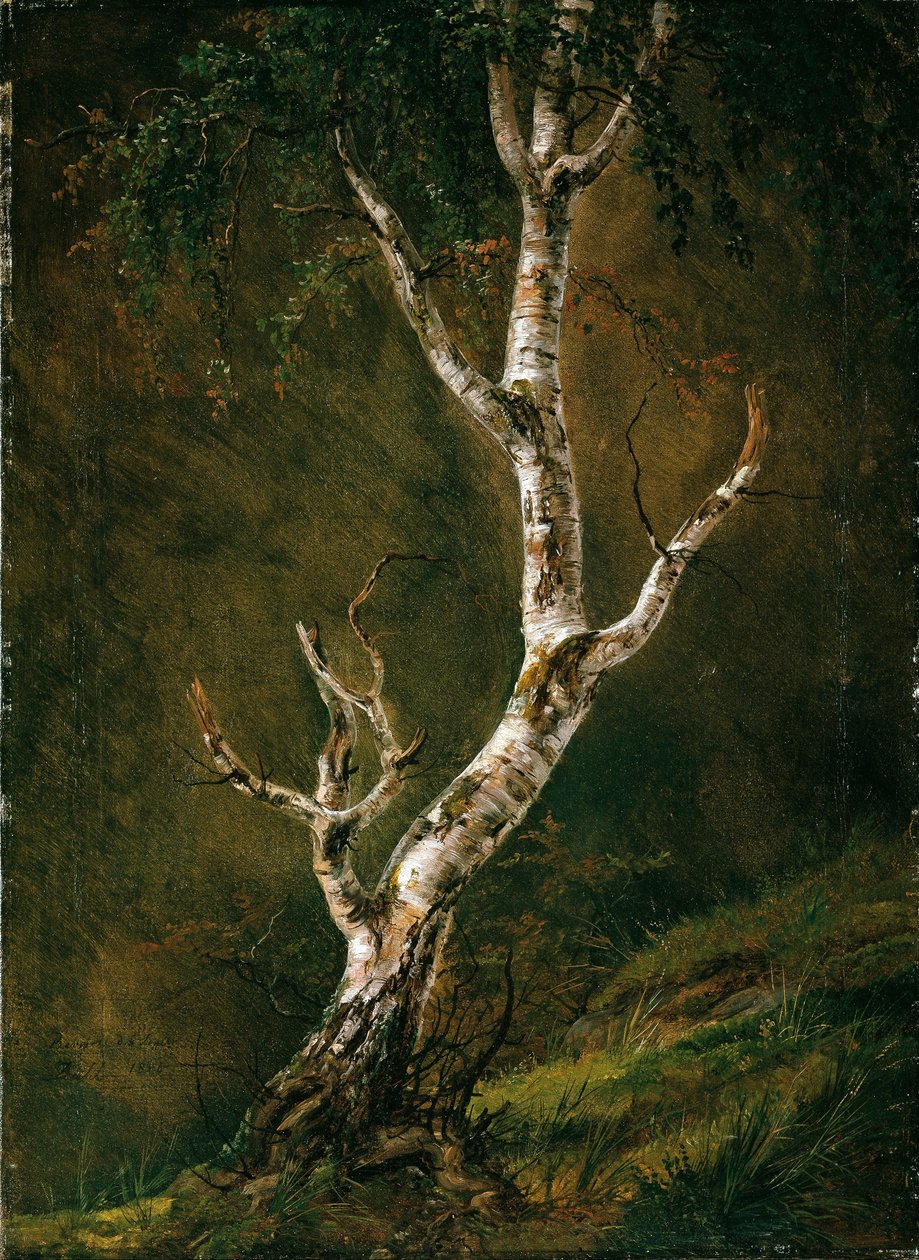 Studie av et bjørketre av Caspar David Friedrich