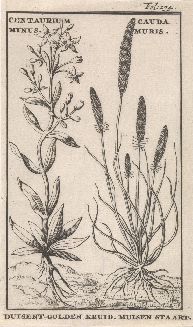 Centaury og musehale Centaurium minus. Cauda MurisDuisent-Guilder Urt. Musehale (tittel på objekt) av Caspar Luyken