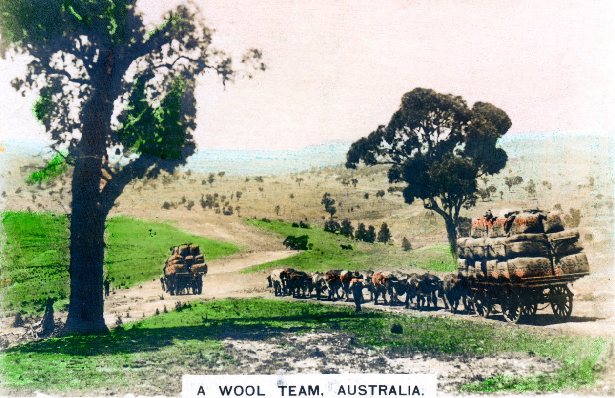 Et ulllag, Australia, c1920-tallet. av Cavenders Ltd