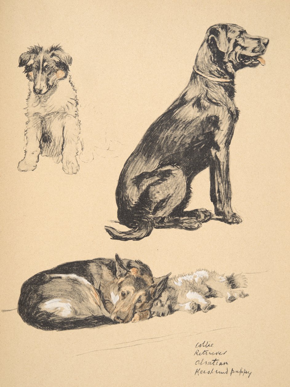 Collie, Retriever, Alsatian and Keeshond Puppy, 1930, illustrasjoner fra skisseboken hans brukt til 