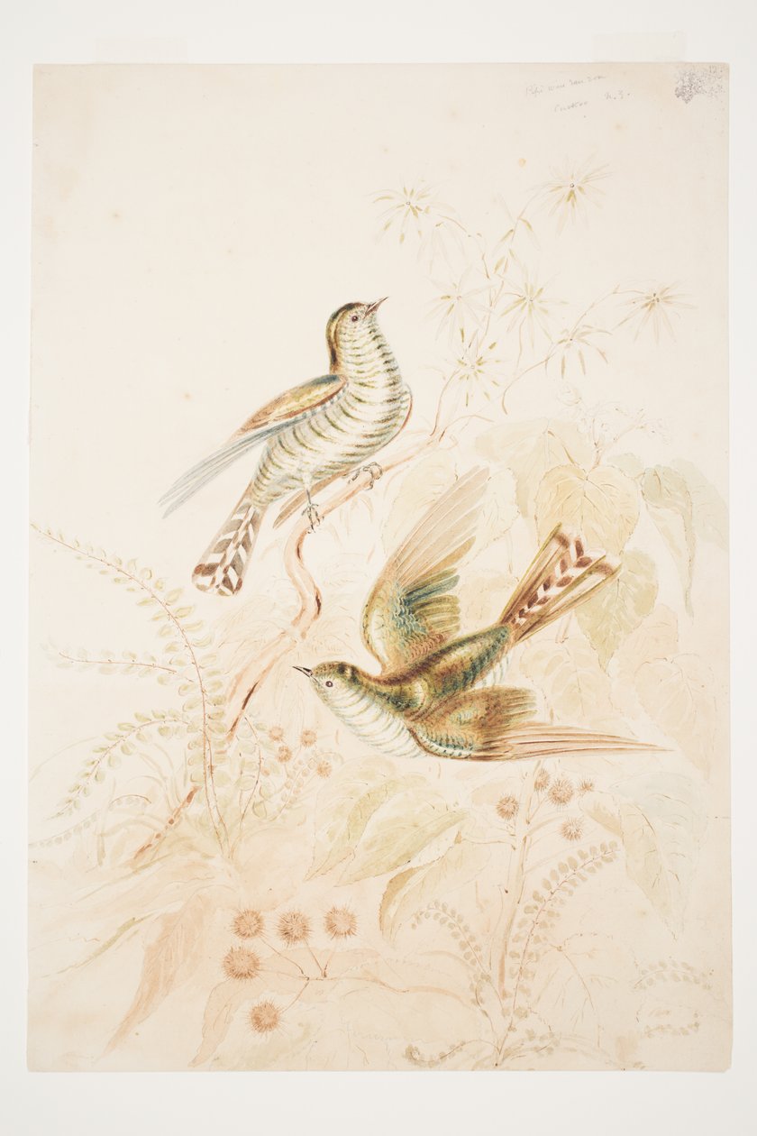 Langbladet Pipi (Pipiwharauroa) Gøk N.Z. av Charles Heaphy