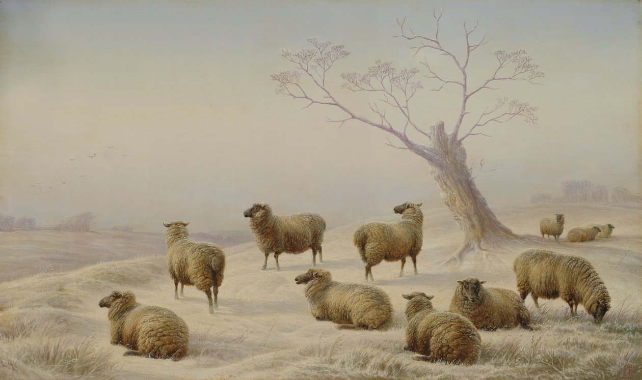 Sau i snø, 1880 av Charles Jones