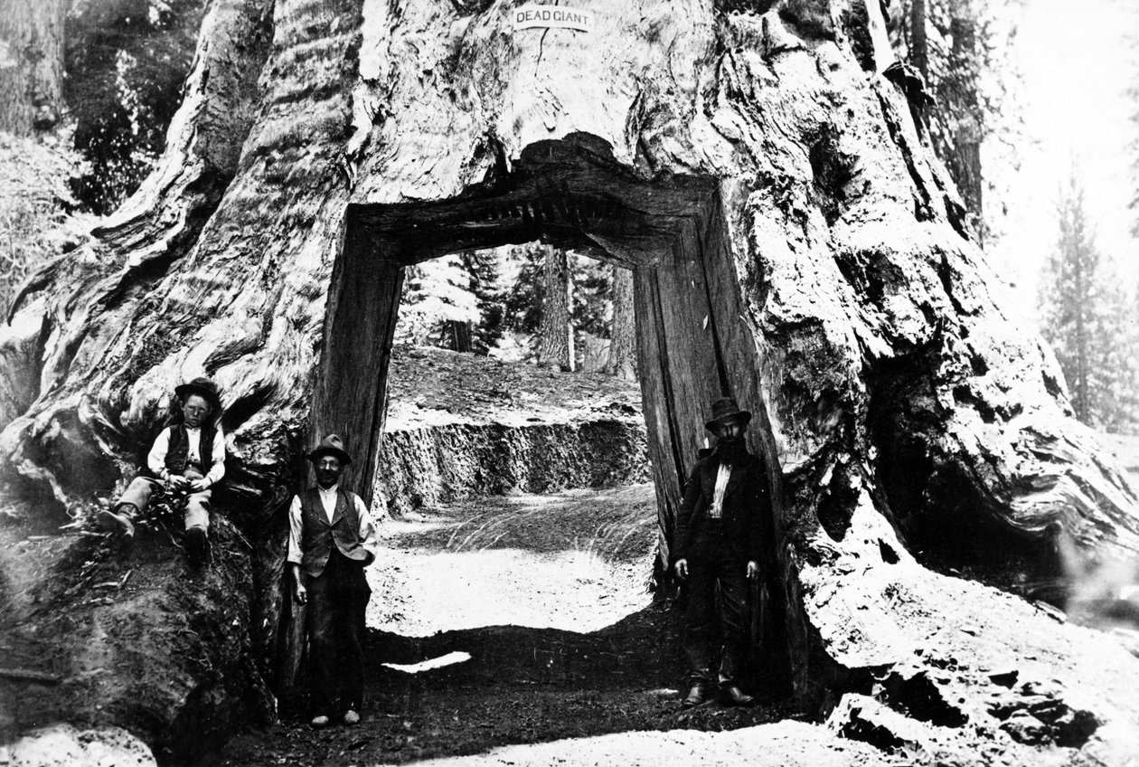 Wawona-tre, ca. 1890 av Charles Roscoe Savage