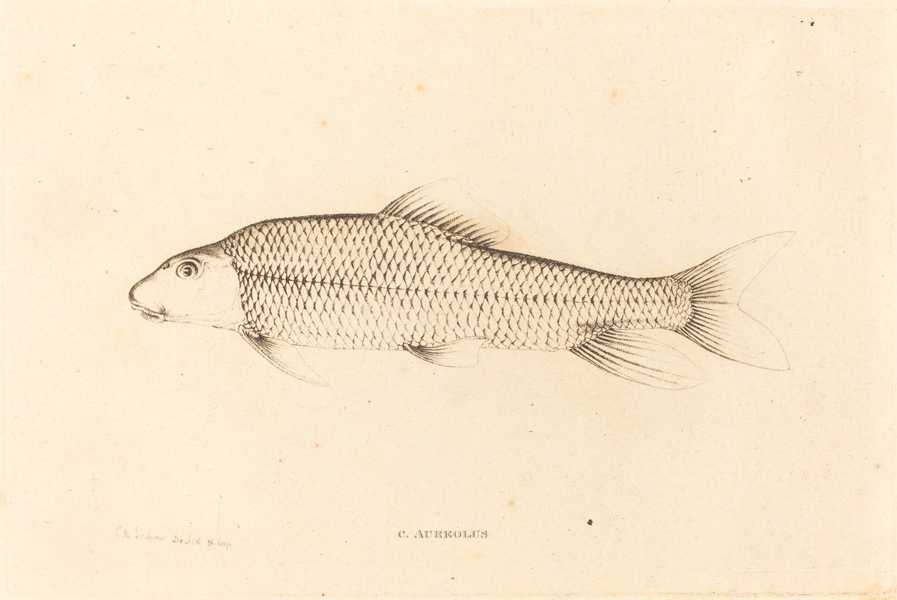 C. Aureolus av Charles Alexandre Lesueur