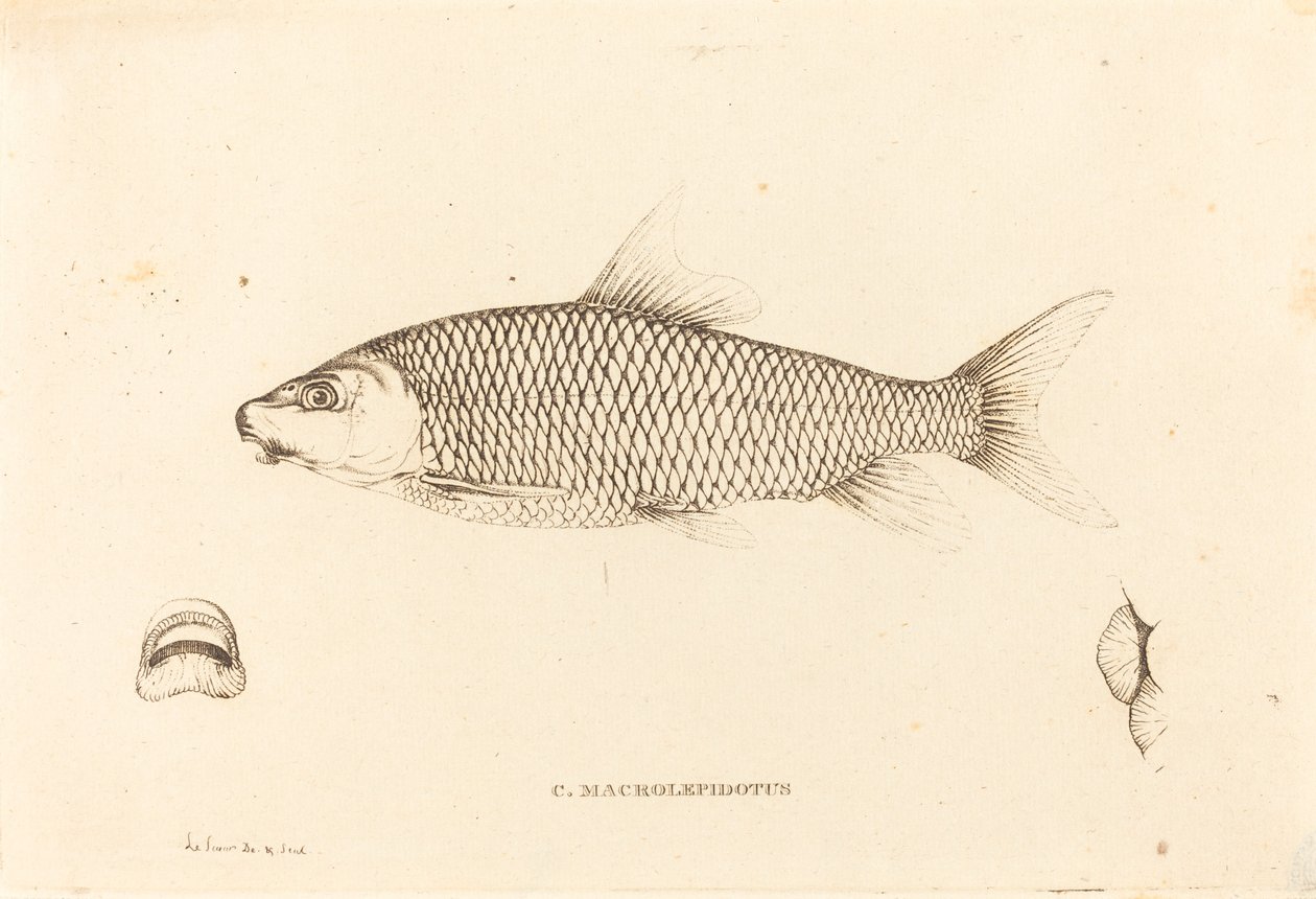 C. Macrolepidotus av Charles Alexandre Lesueur