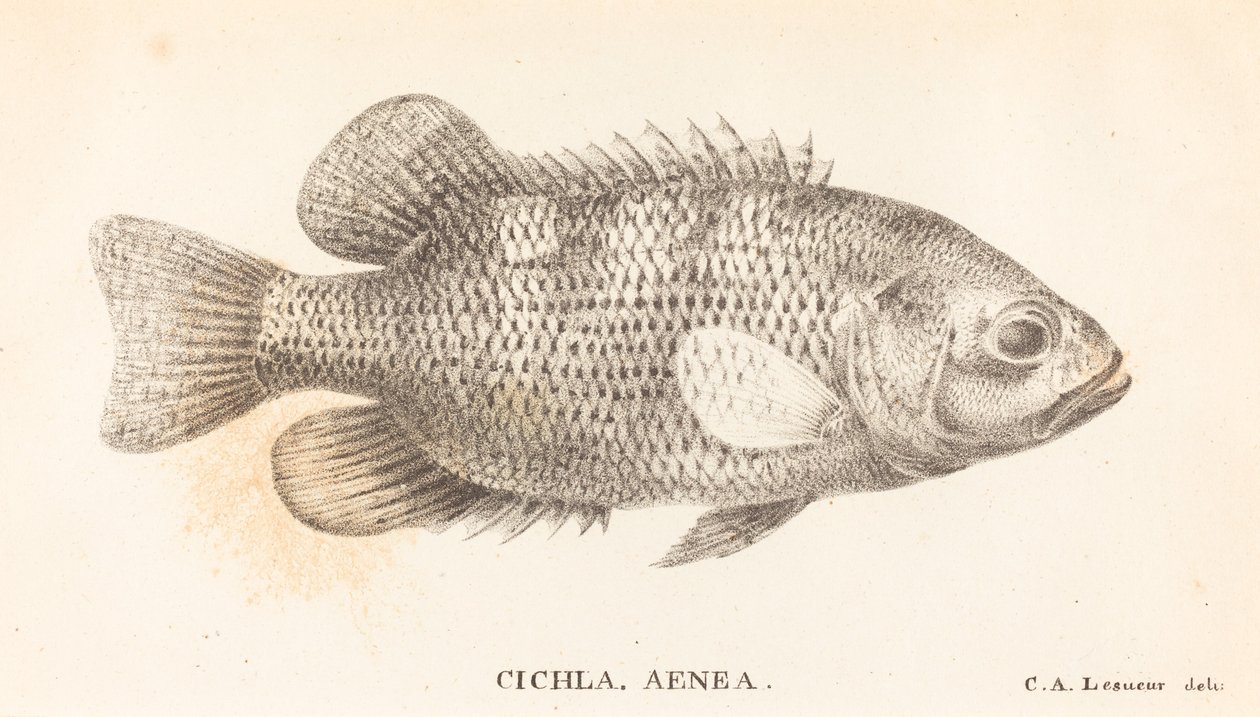 Cichla, Aeneas av Charles Alexandre Lesueur