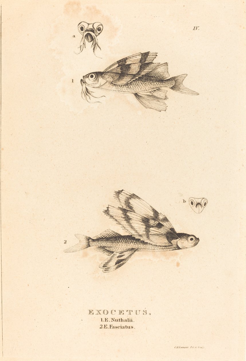 Exocetus av Charles Alexandre Lesueur
