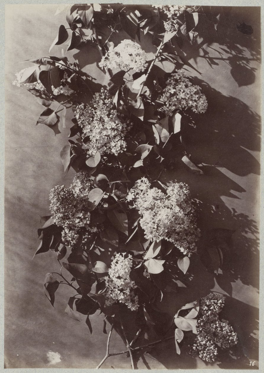 Blomsterstudie med grener av Charles Aubry (manner of)