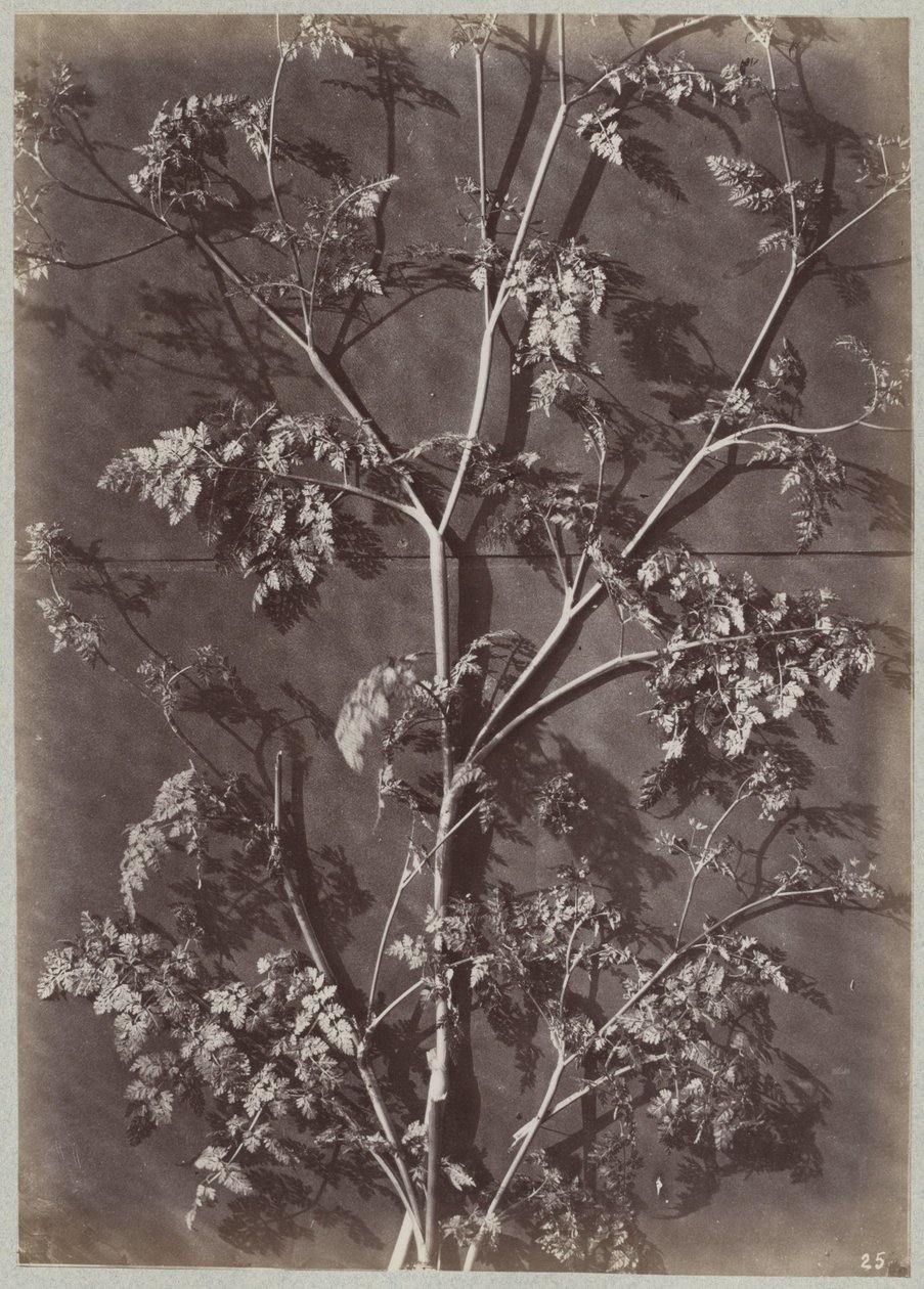 Studer med grener av Charles Aubry (manner of)