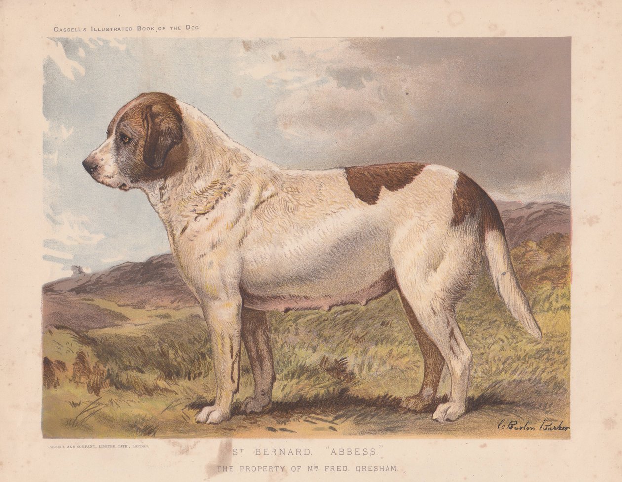 St. Bernard "abbedisse". av Charles Burton Barber