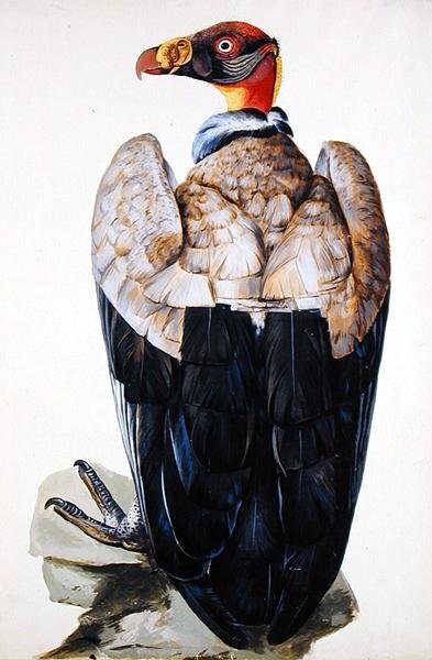 A Vulture (gouache på papir) av Charles Collins