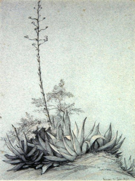 Blomstrende Yucca av Charles Damour
