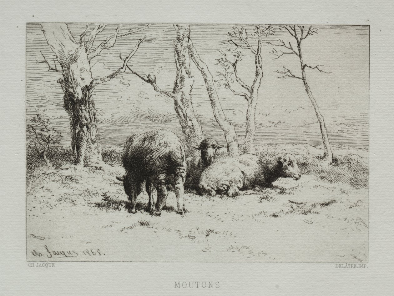 Sau av Charles Emile Jacque