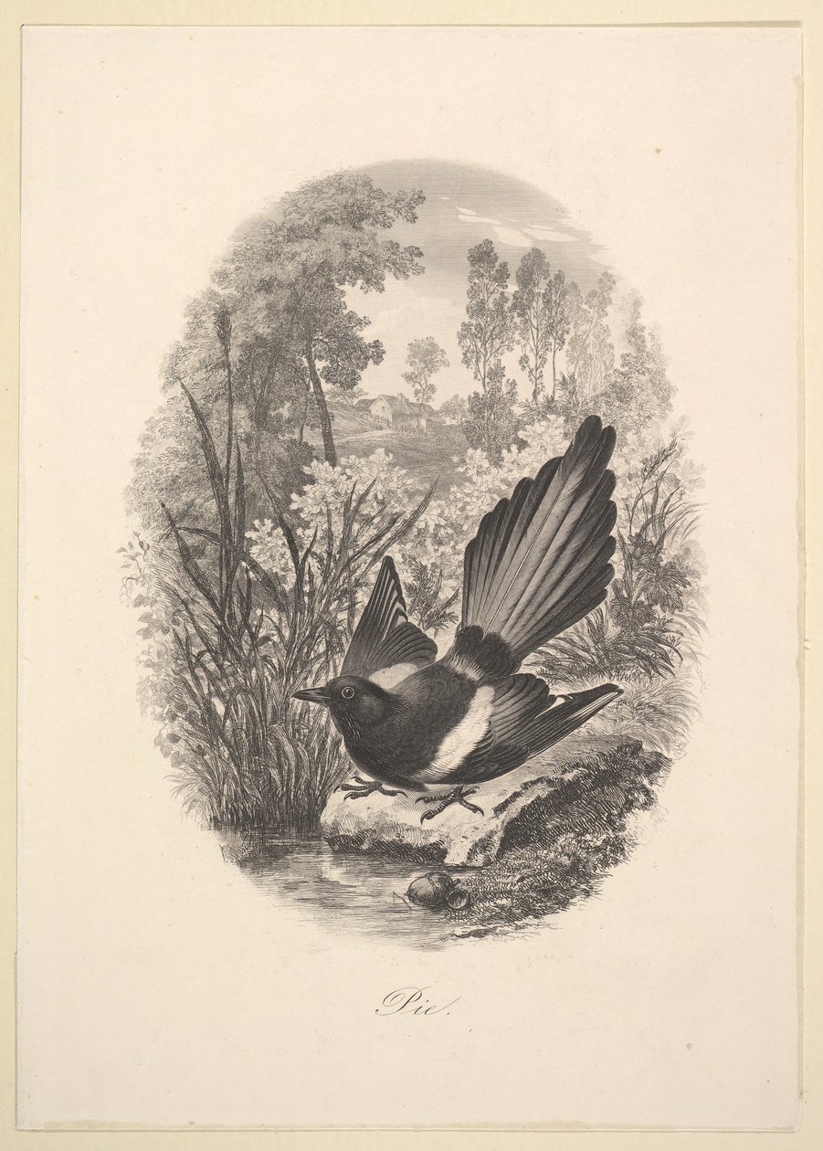 Magpie, 1843. av Charles Francois Daubigny