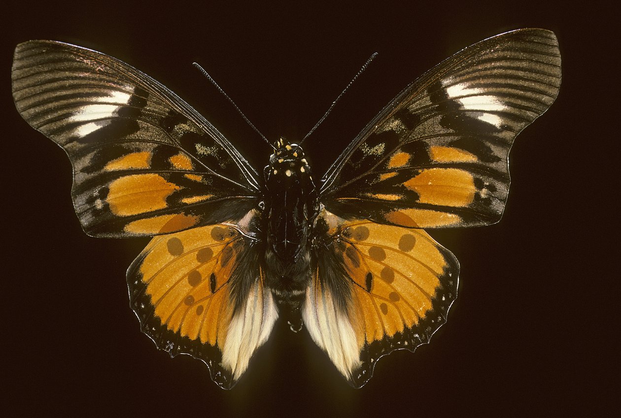 Acraeoids charaxes av Augustus Kollner