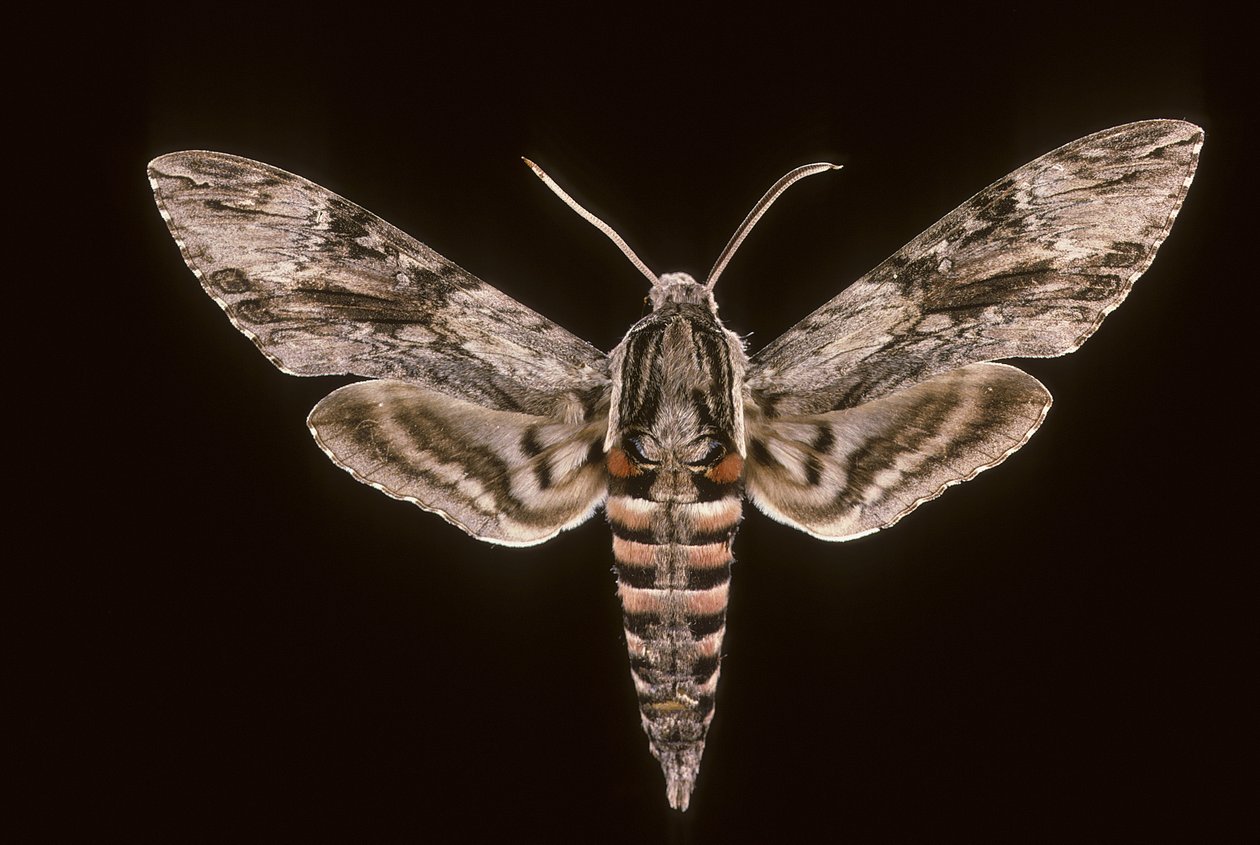 Agrius convolvuli/Sengetøy Sfinx/Hann av Augustus Kollner